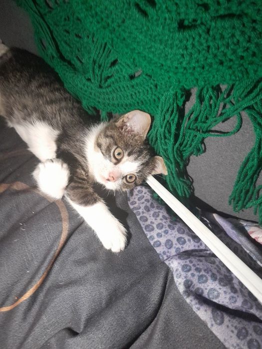 Игривый ласковый котенок