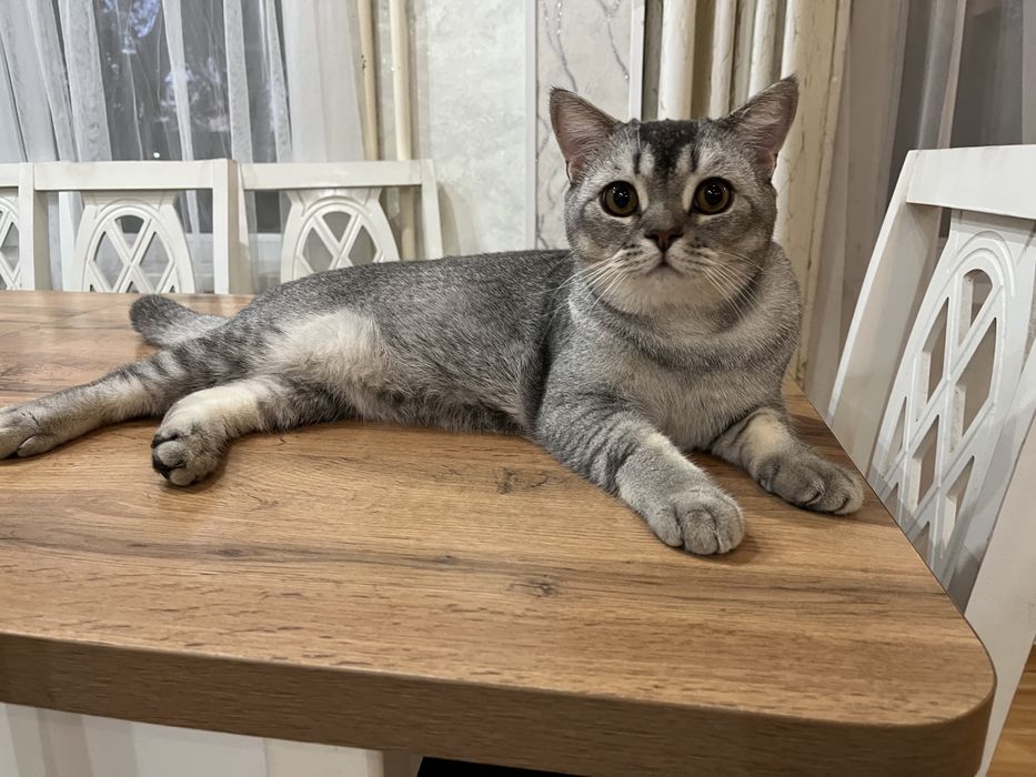 Отдам котаааааа