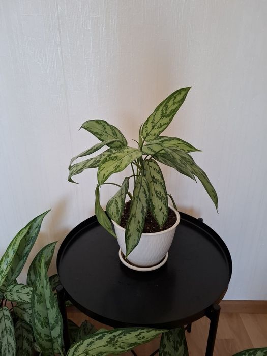 Цветы в горшках, аглаонема