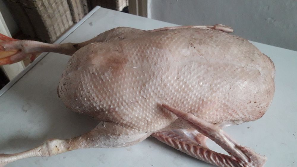 Гуси Домашние...