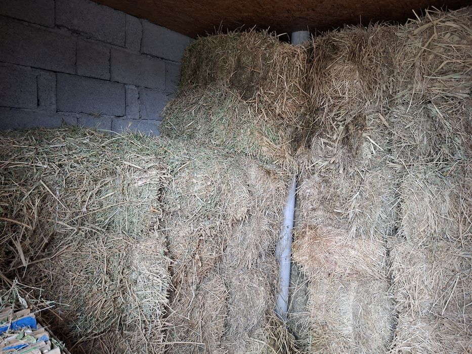 Жоңышқа сатылады