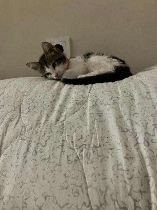 Котенок отдам в хорошие руки