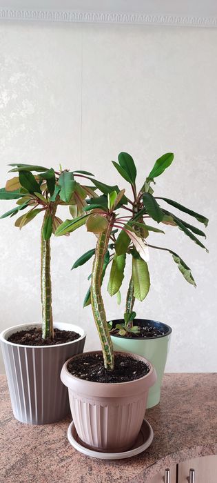 Цветы, комнатные растения.