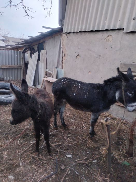 Продам срочно осел