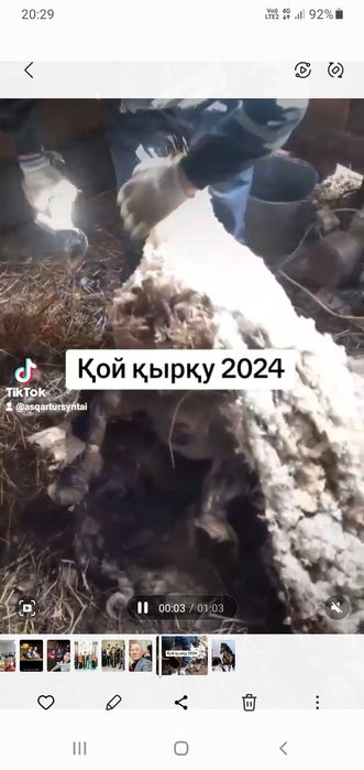 Қой,ешкі, қырқамын