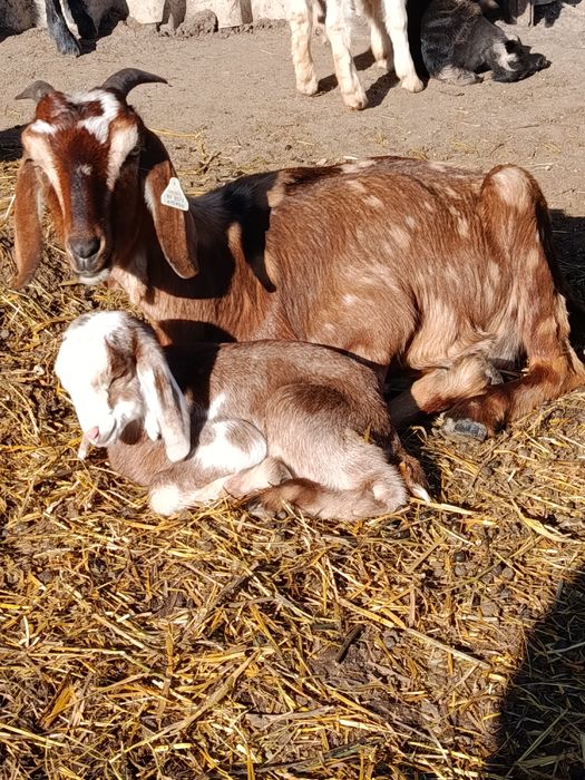 2 capre fătate cu ied