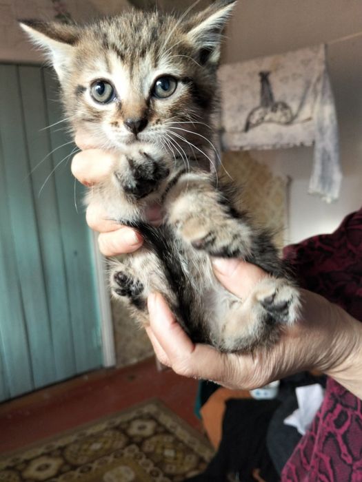 Отдам котят бесплатно
