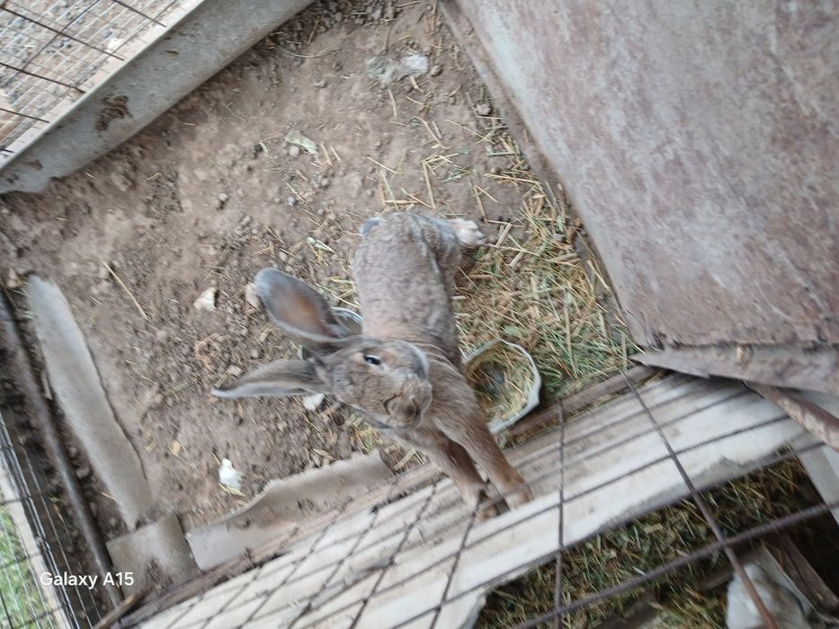 Фландр парода коян