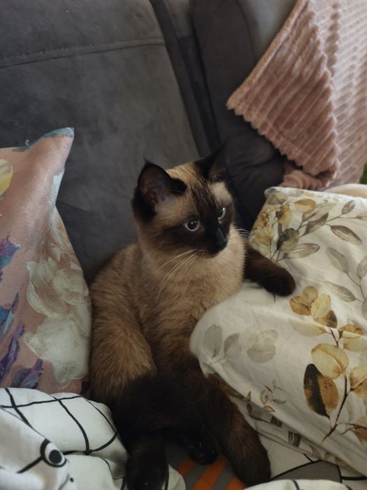 Ищем кота для вязки