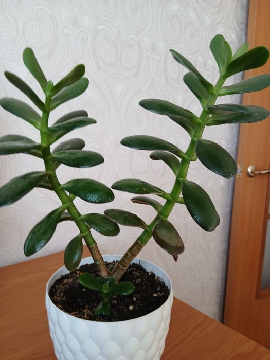 Комнатное растение