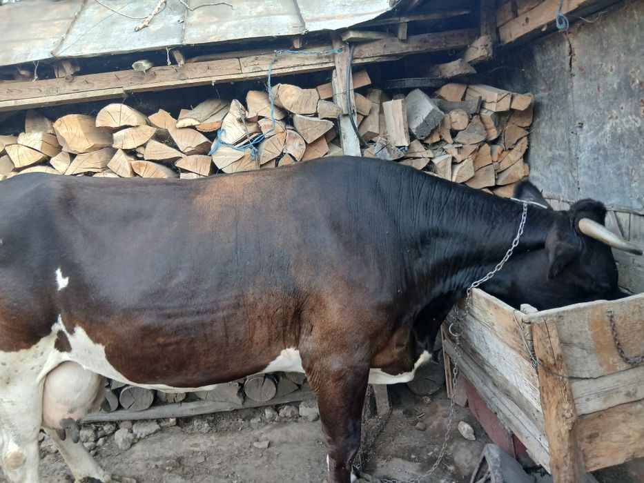 Vaca de vanzare!