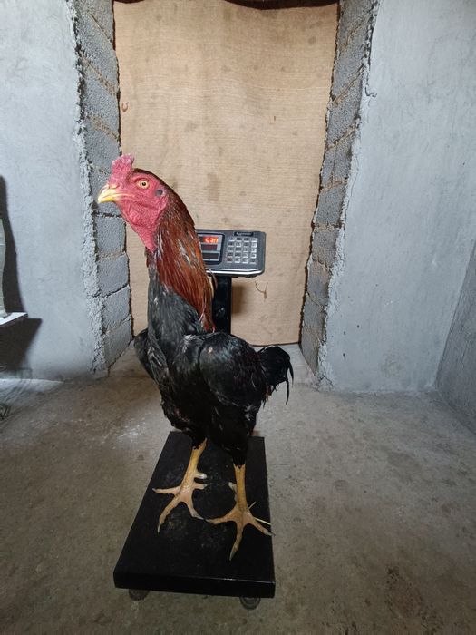 Бойцовский яйца жұмыртқа сатылады