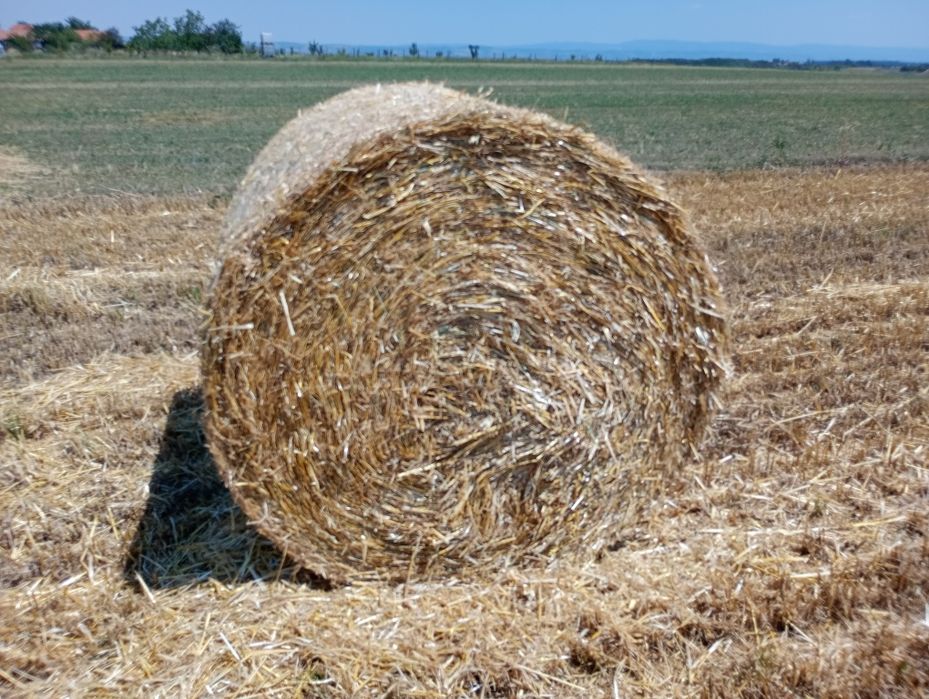 Baloți paie orz extra 125 plasă