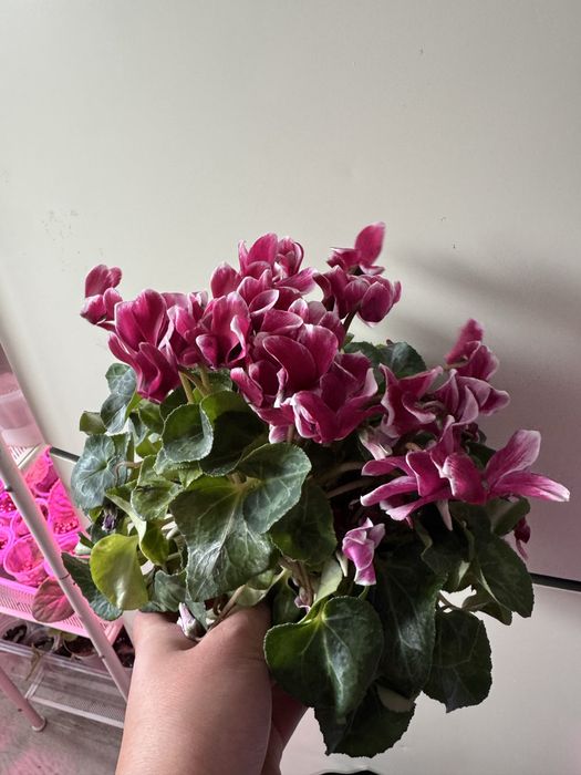 Бегонии 2000 тг