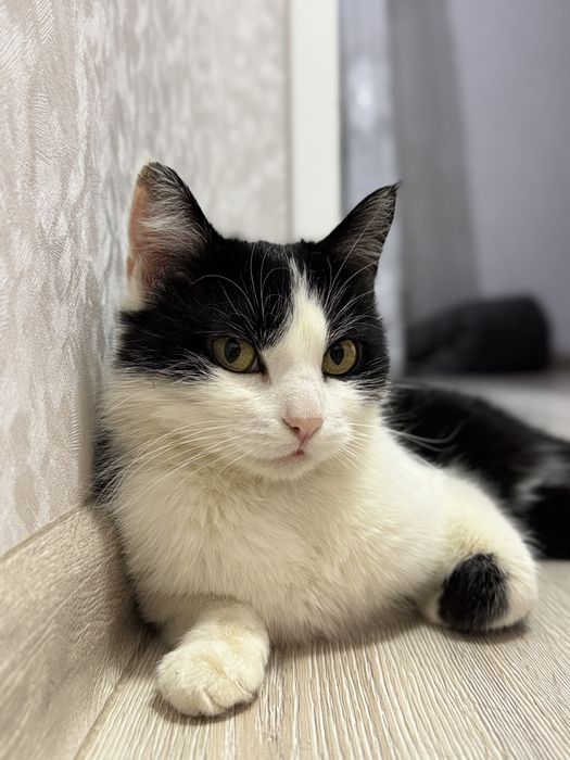 Найдена кошечка на КШТ. Пристрою.