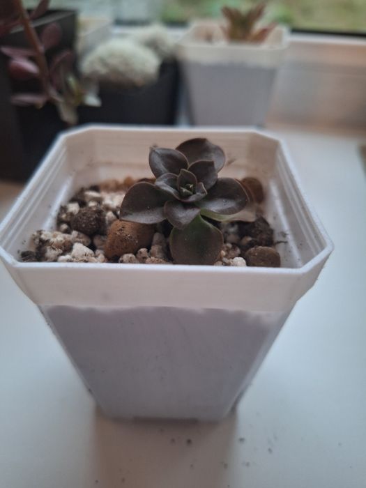 Эхеверия( суккулент)«Мелако» (Echeveria Melaco)