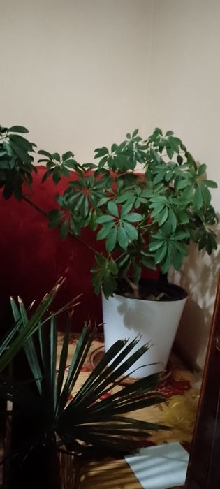 Цветы гуллар декоративные