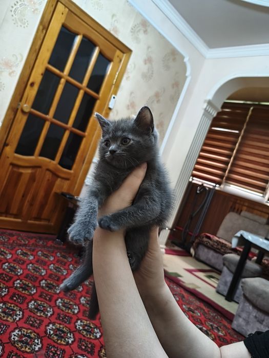 Котята Скотиш Страйт, 3 мальчика