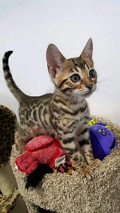 Котенок бенгальский мальчик 1,5 месяца
