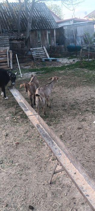 Vând iede cu vîrsta de 2 luni