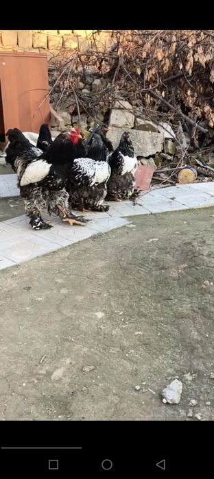 Barama toza qon tochkali tuxumlari va jõjalari  sotiladi manzil s