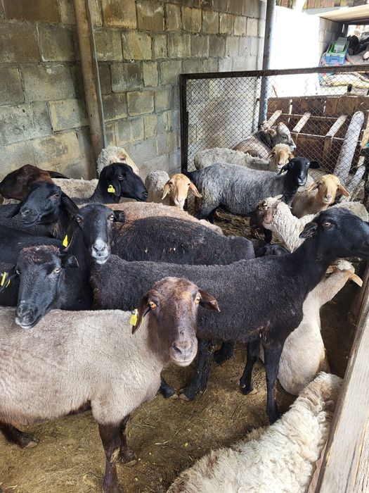 Барашки и тохтушки