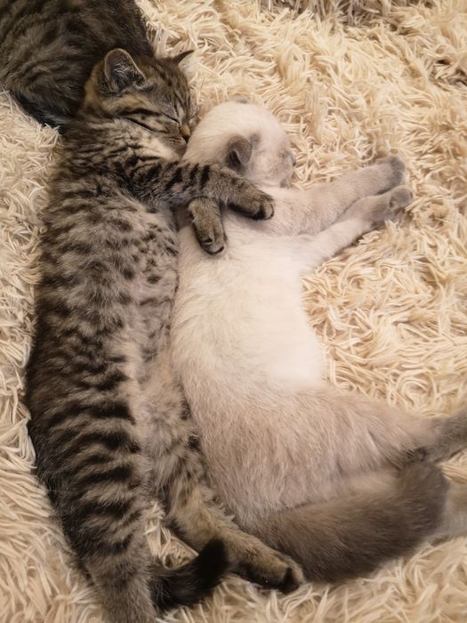 Шотландски и британски котенца