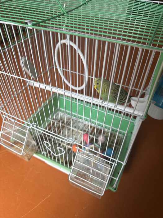 Попугай с клеткой