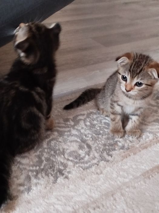Шотландские котята