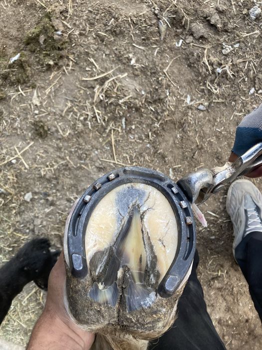 Ковка лошадей Алматы качественно