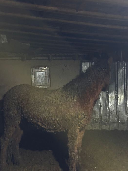 Лошадь -2 годовалая