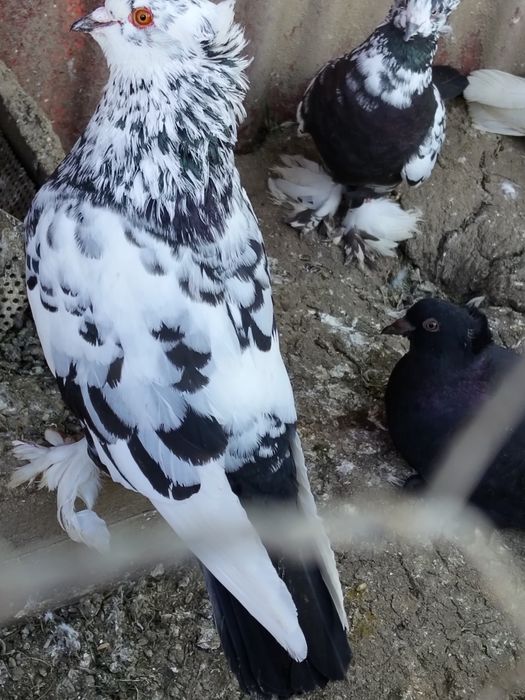 Porumbei ,uriași maghiar ,strasseri