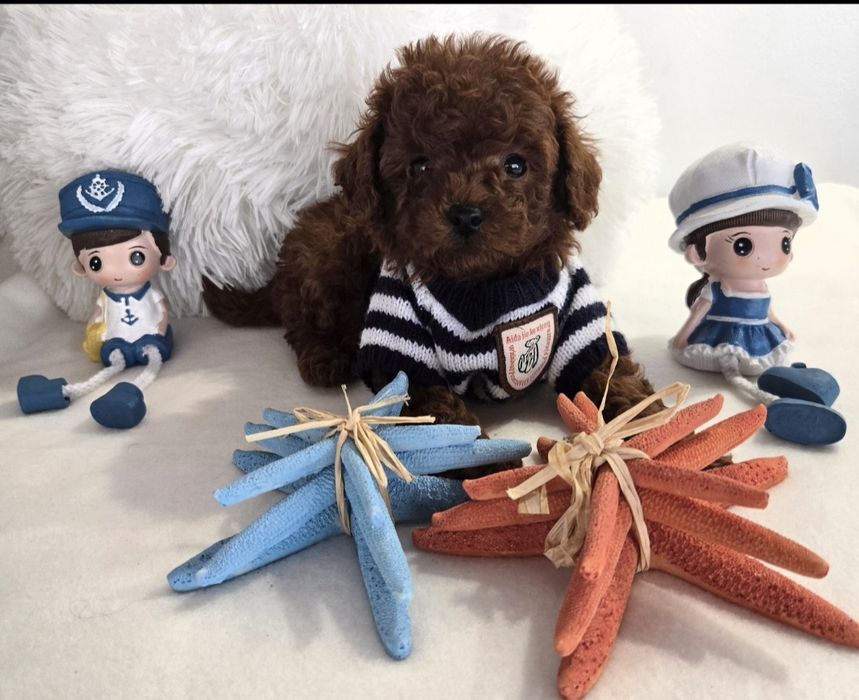 Пудел той Poodle toy родословие генетични тестове на родителите