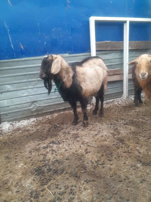 Нубиский   тоқал теке сатылады