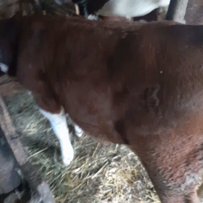Tauras export calitate intaia