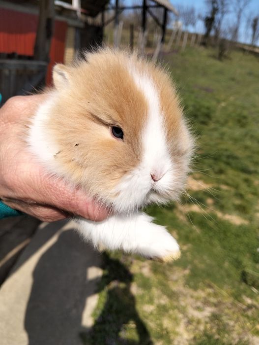 Iepurasi de paste [cap de leu]