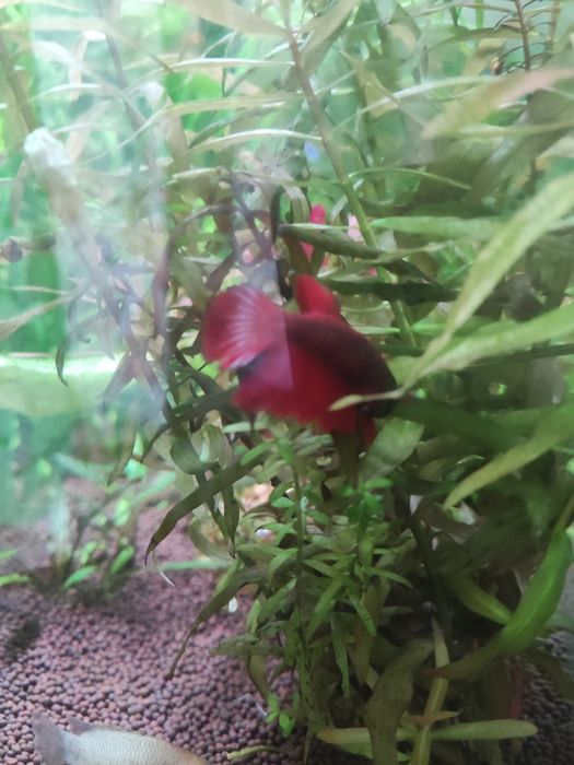 Продам молодого рыбку петушка