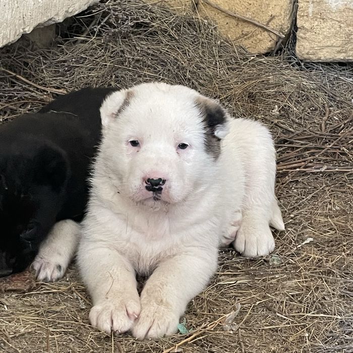 Алабай күшіктер сатылады