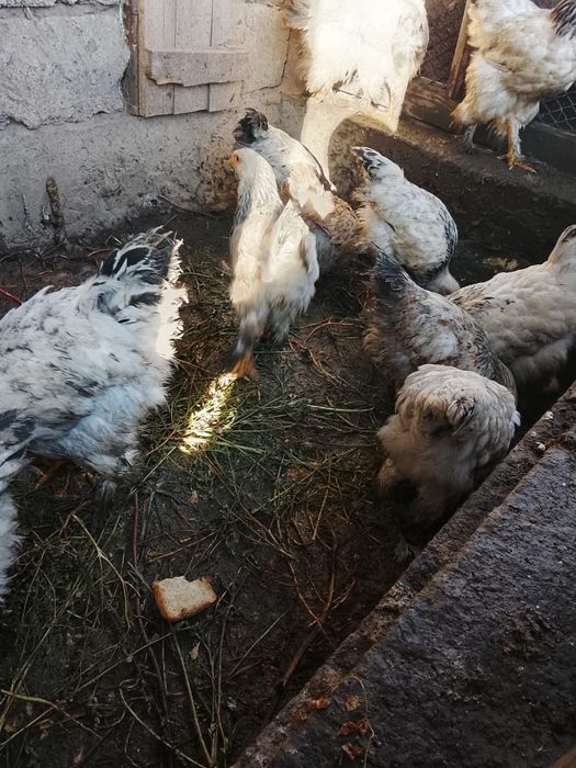 Продам Цыплят брама 3х месечные