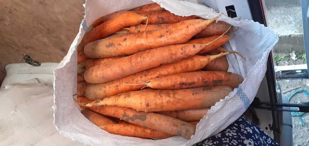 Vând morcov ,sfeclă roșie,pătrunjel de frunze