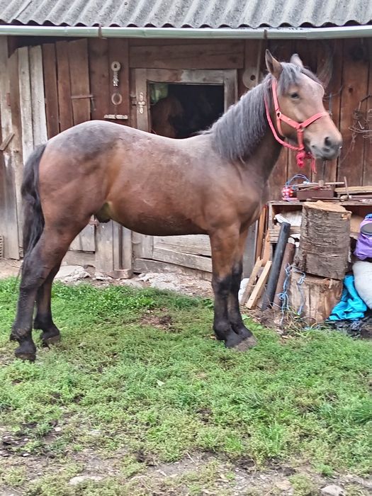 Mânz , schimb cu vaca sau vitele.