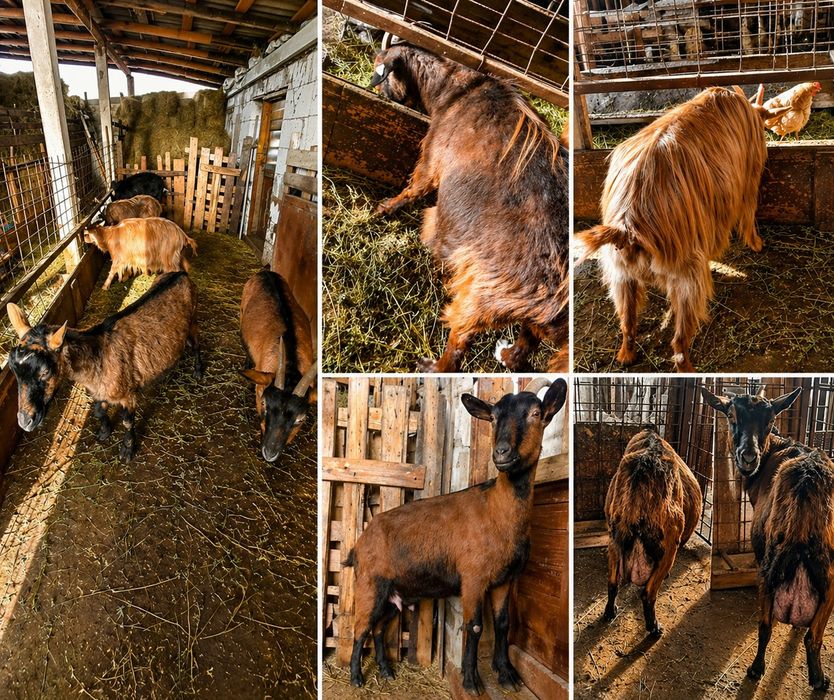 Vând lot de 4 capre + 1 țap, animale sănătoase, crescute în gospodărie.
