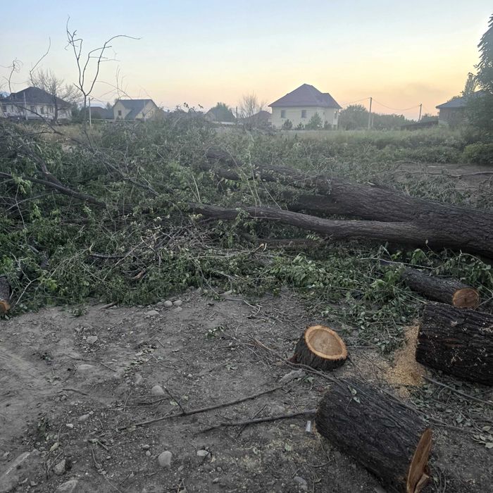 Отдам на дрова деревья, самовывоз