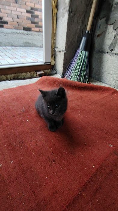 Отдам котят в хорошие руки