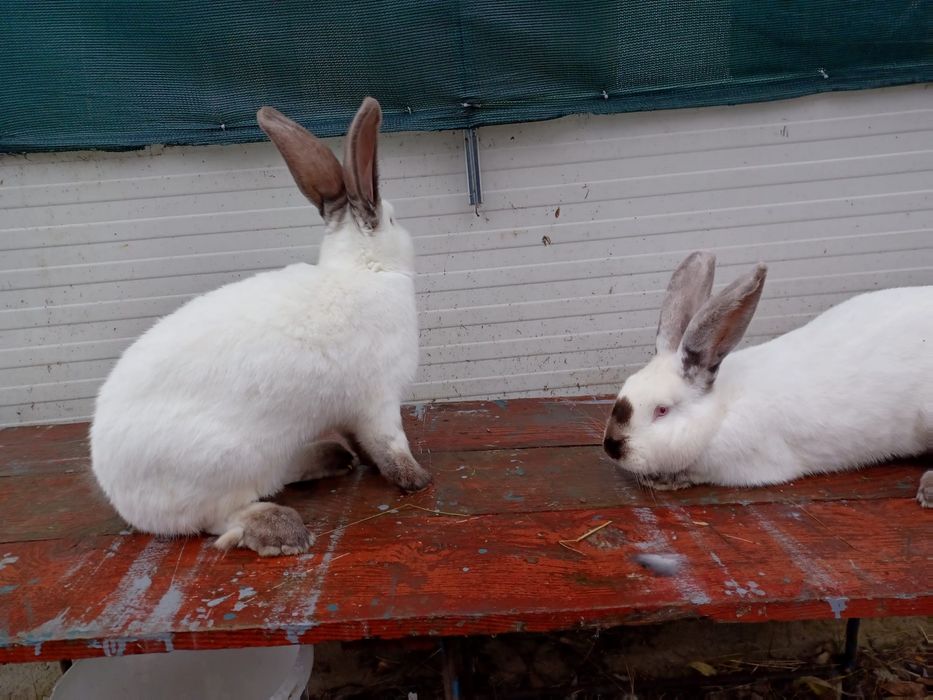Vand femele iepure urias german de Transilvania