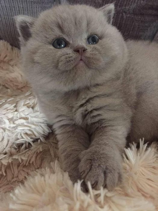 Британский котенок