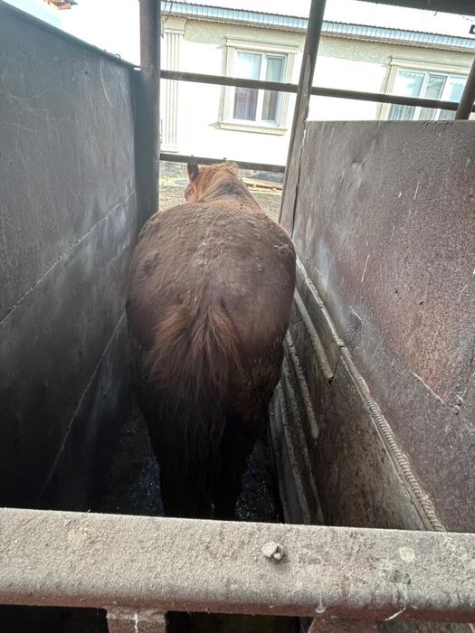 Семіз соғымдар сатам