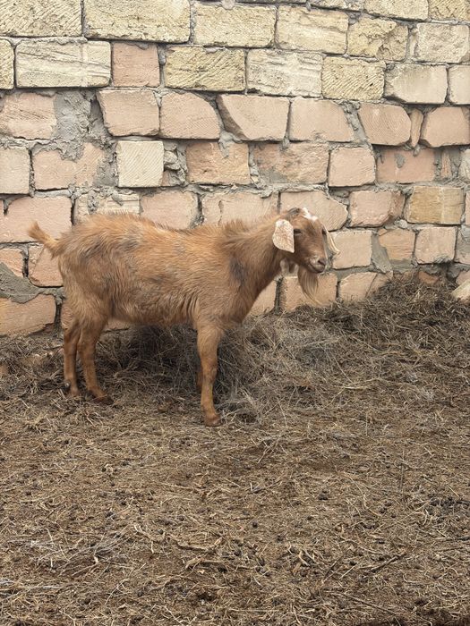 Продаётся нубийский молодой козёл