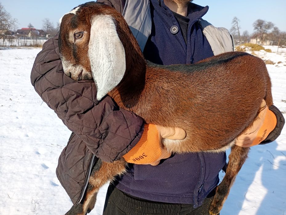 Mascul Anglonubian cu pedigree.