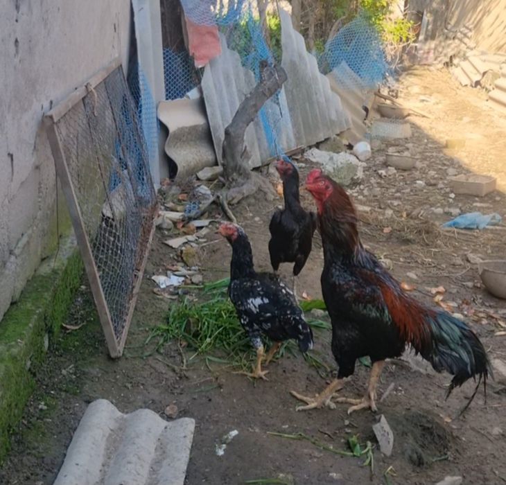 Дакан тухум сотилади зотига жавоб